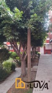 Casa en Venta, Condominio Fuente, Seccion Herradura; Atizapán, Estado de México